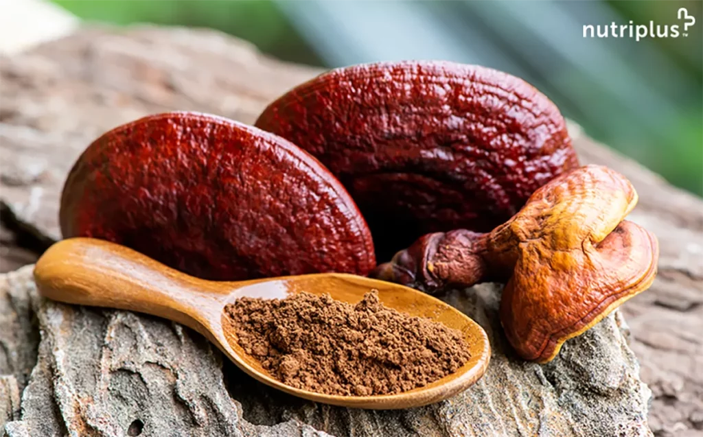 A close shot of Ganoderma lucidum (Lingzhi mushroom) in Nutriplus LivHealth