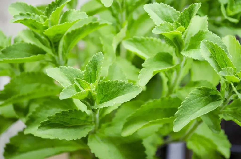 Stevia leaves