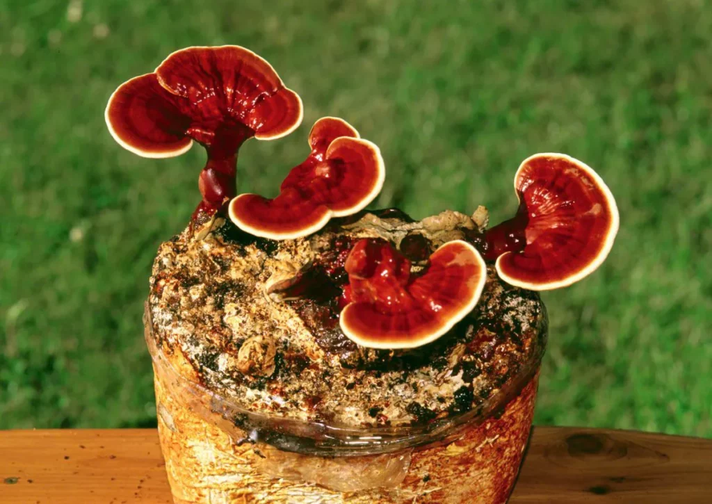 Lingzhi Mushroom