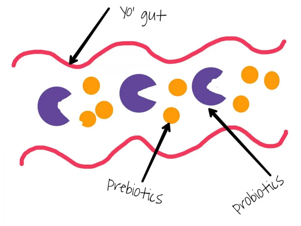 prebiotics probiotics