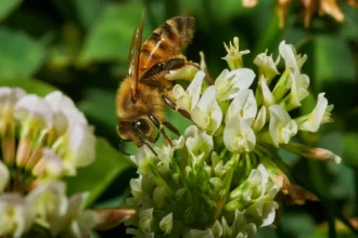 World Bee Day