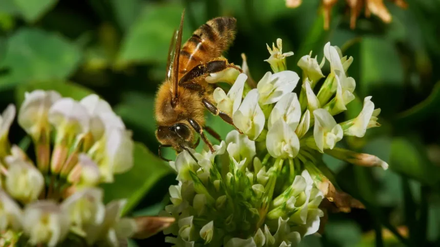 World Bee Day